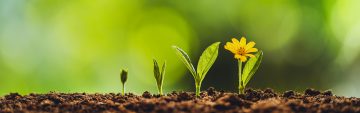 Growing plant symbolizing optimal health with chiropractic care